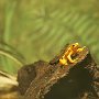 Yellow Frog